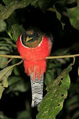 Collared Trogon